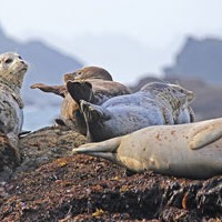 Marshes, Seals and Dunes